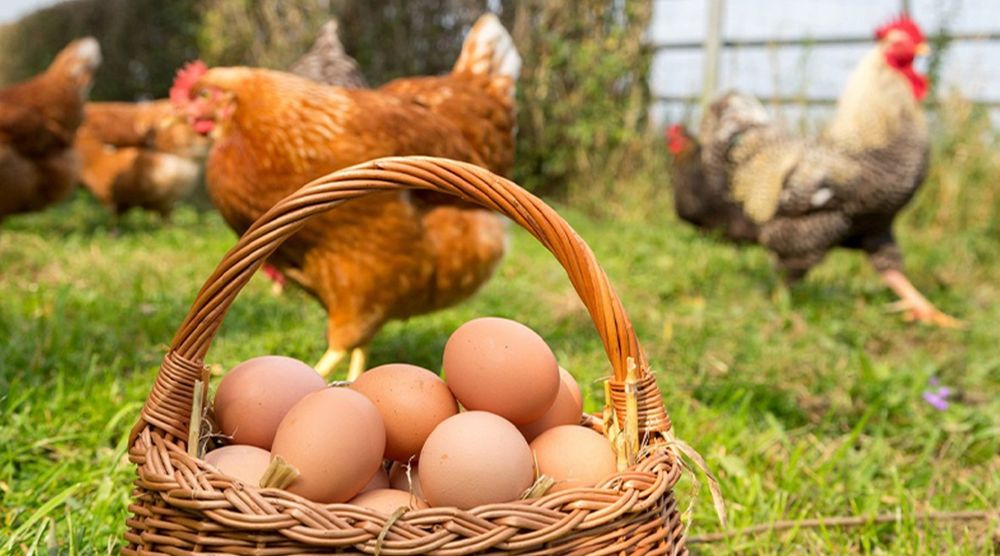 Damashni toviqlar 100mingdan