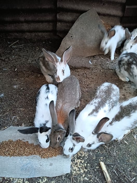 Продаются крольчихи, 4мес,по 5000т