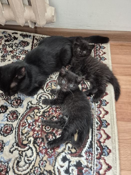 Котёнок маленькие