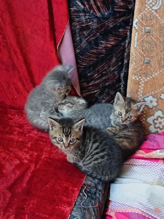 Продам котят, 5тыс