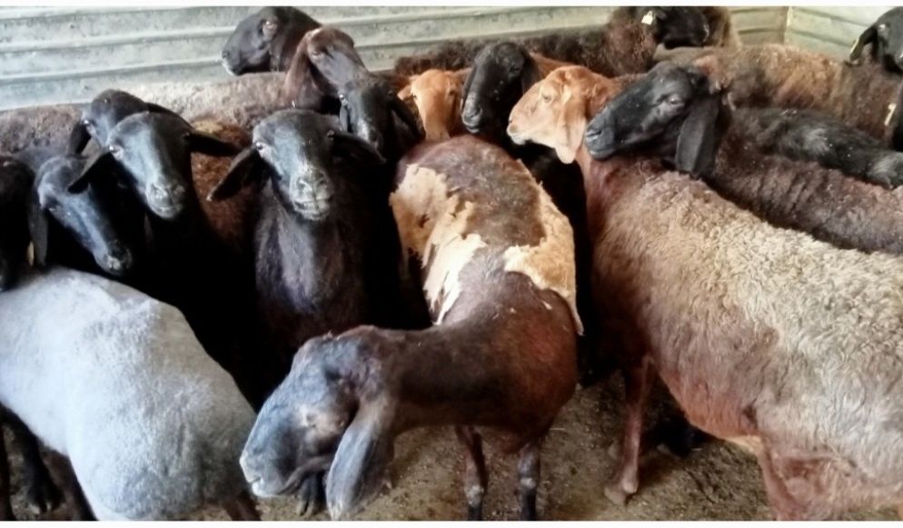 Кои токты бар сатылатын