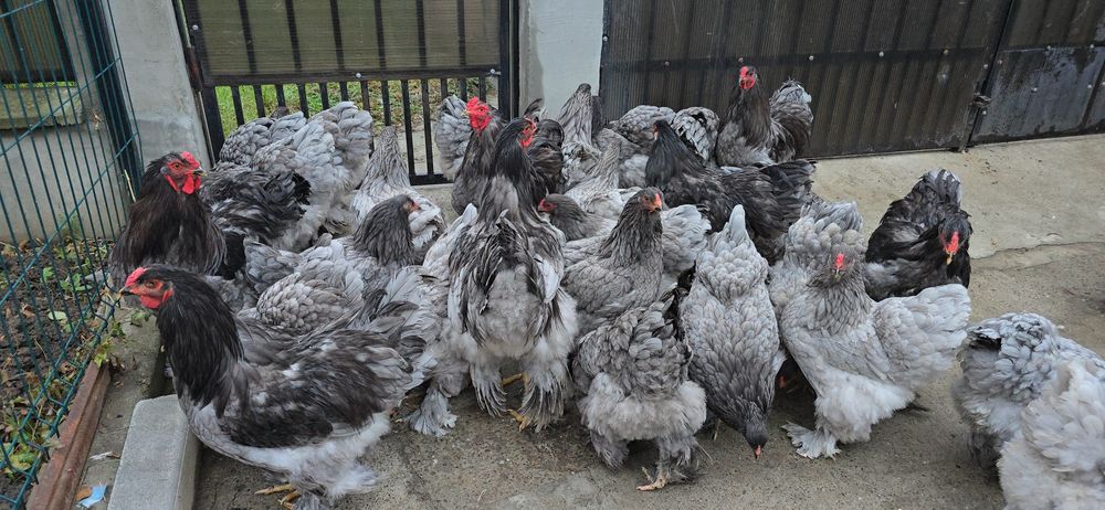 Brahma Albastru tineret si adulte