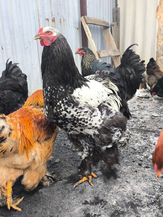 Продам Петухов Брама