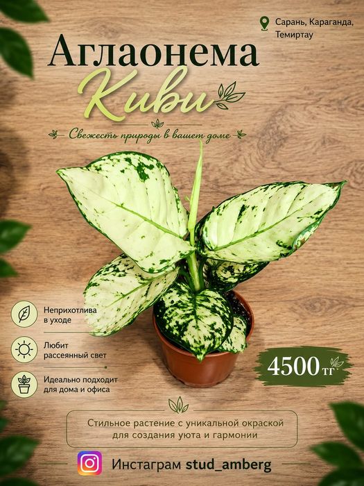 Аглаонема разная 2