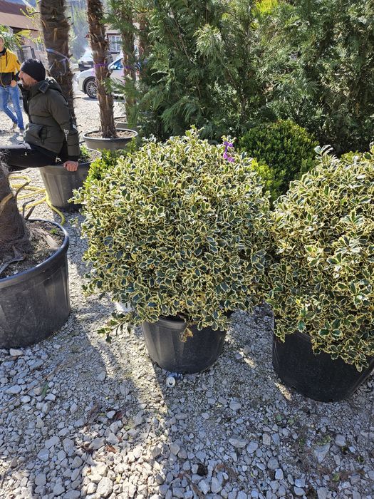 Buxus con și globular toate dimensiunile