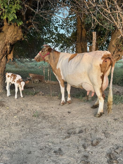 Симментал порода