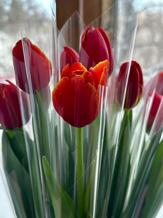 Тюльпаны к 8 марта