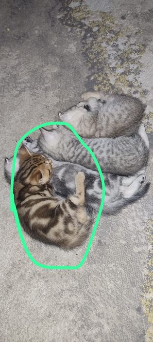 Продам котенка шотландская