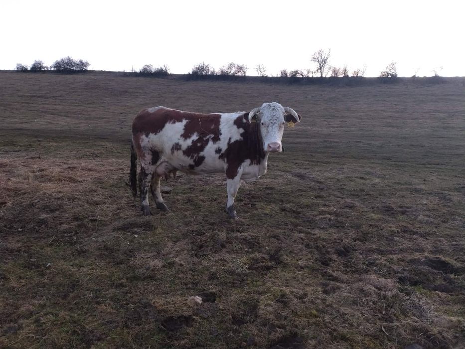 Vând vacă si jurinca