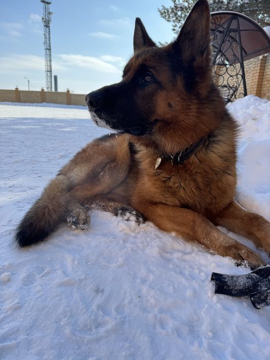 Вязка кобеля немецкой овчарке