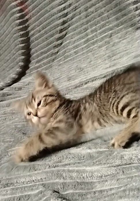 Мальчик. Скоттиш страйт.