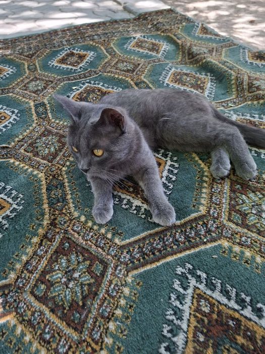 Отдам даром кота