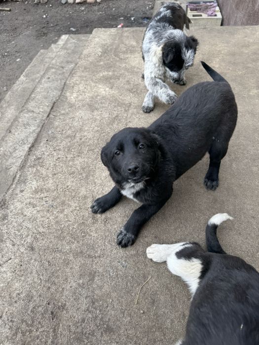 Отдам в добрые руки щенки