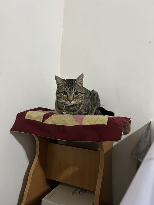 Ищем кошку для вязки.