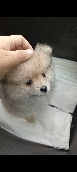 Памеранский шпиц