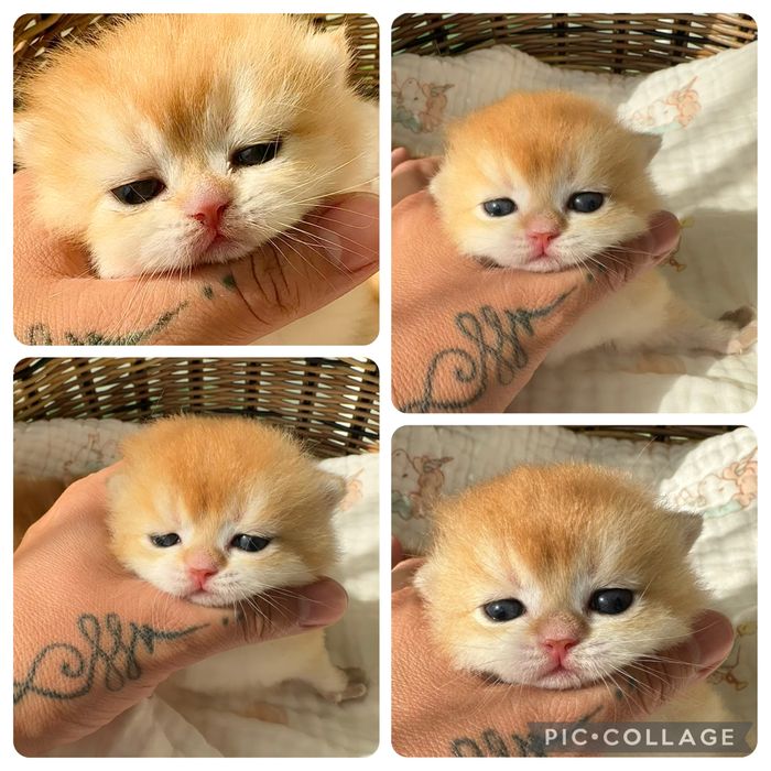 Золотая шиншилла