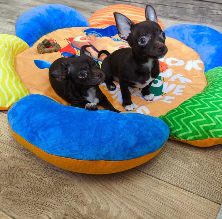 Предлагается к продаже щенок Чихуахуа шоколадного окраса