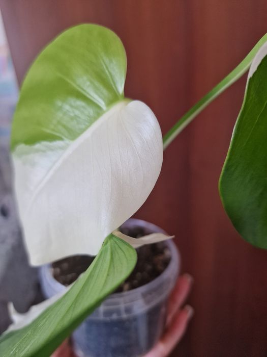 Продам монстера альба , цена 8000