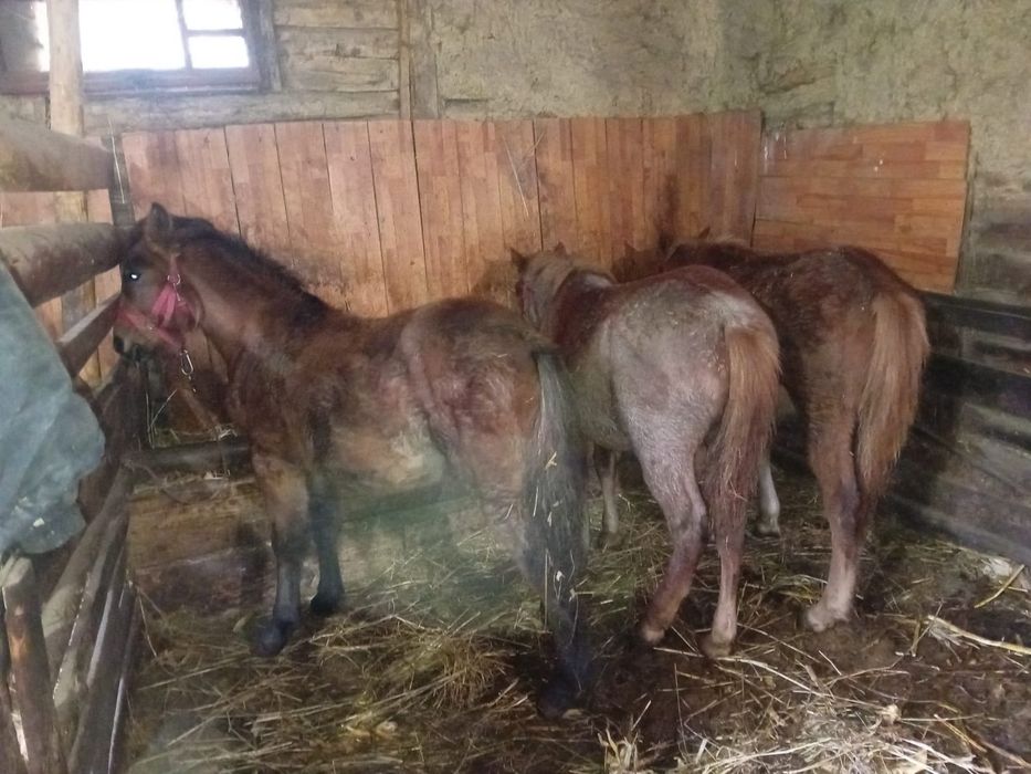 Vând sau schimb caii si măgari