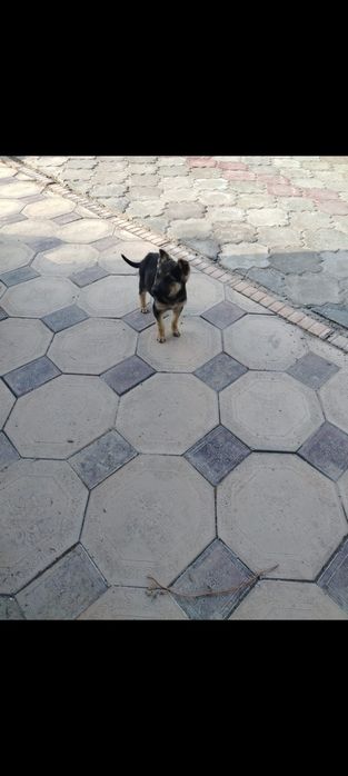 Продам щенят овчарки