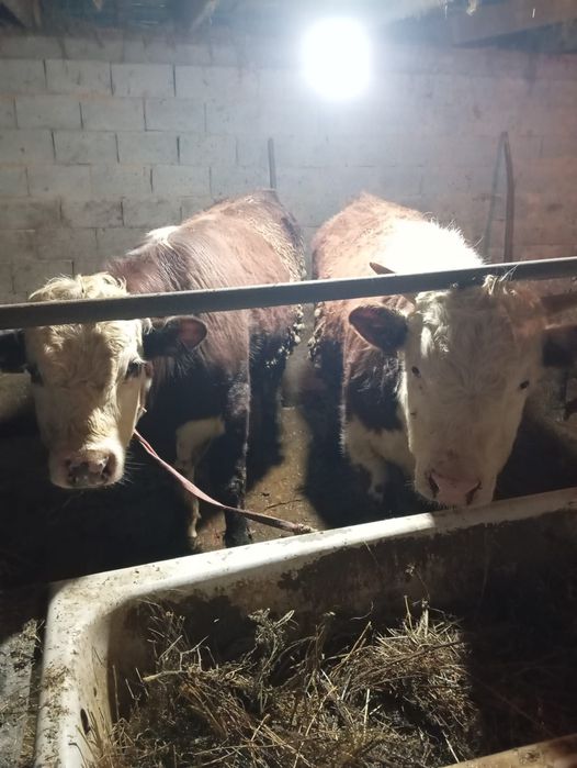 Продам бычков находится в Кайназаре