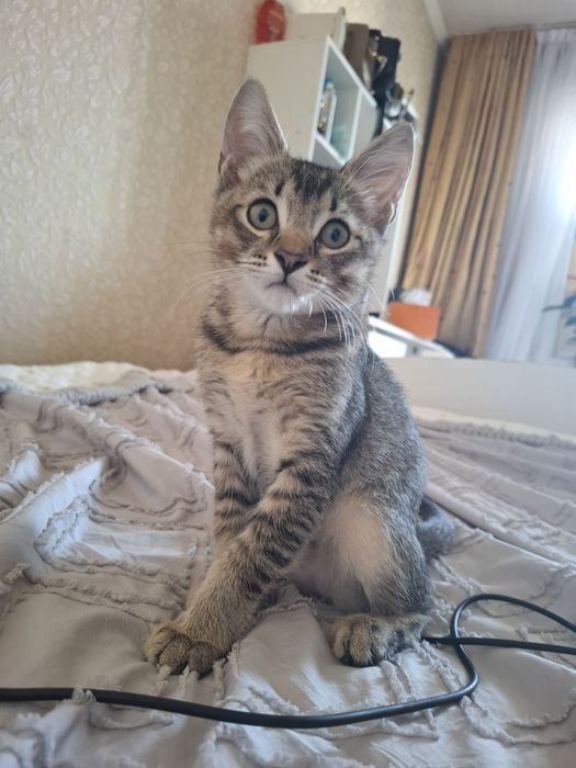 Кошка котенок кошка