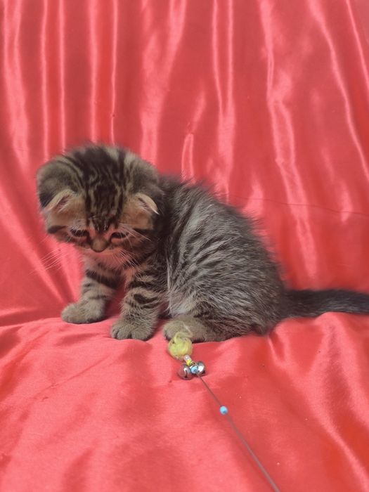 Шотландские котята,скотиш фолды