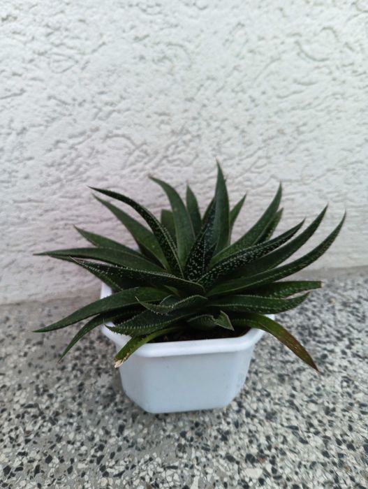 Продавам алое вера