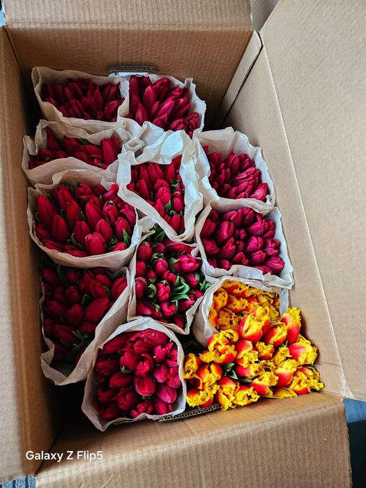 Тюльпаны Доставка