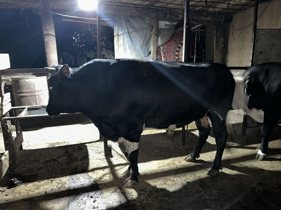 Qurbon xayit ga  ehson qilaman digan okala uchun