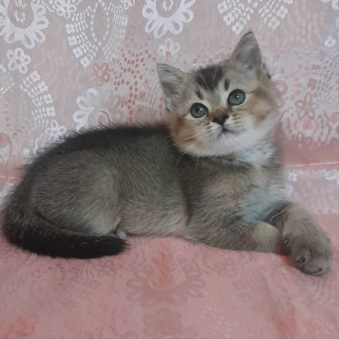 Продаётся 4-х месячный шикарный котёнок шиншилла..