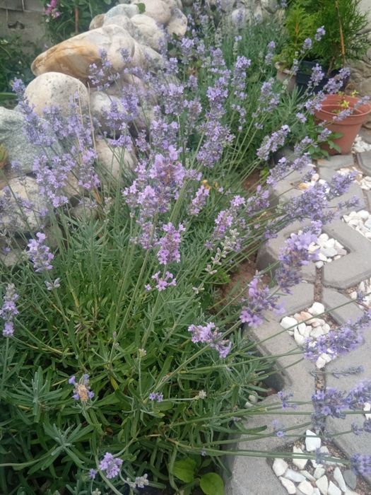 Продам лаванду. Светолюбивые
