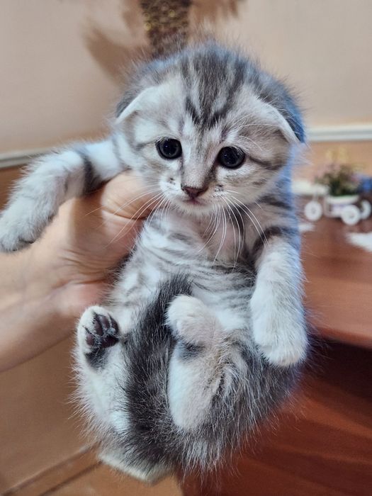 Продаются котята британские веслоухии