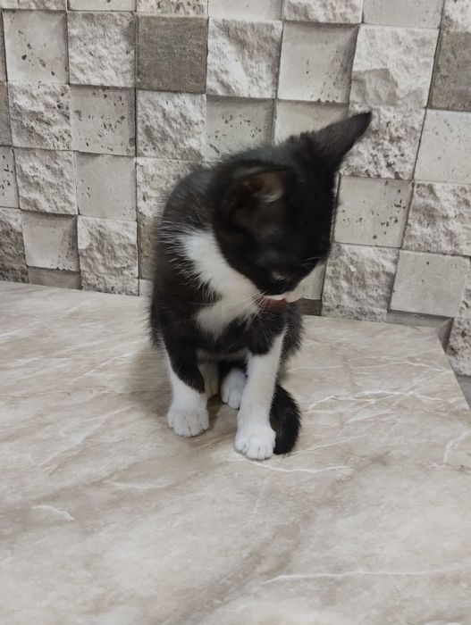 Котёнок мальчик в семью!