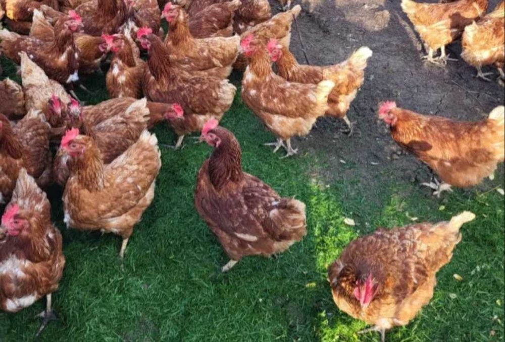 Кокошки носачки ломан браун