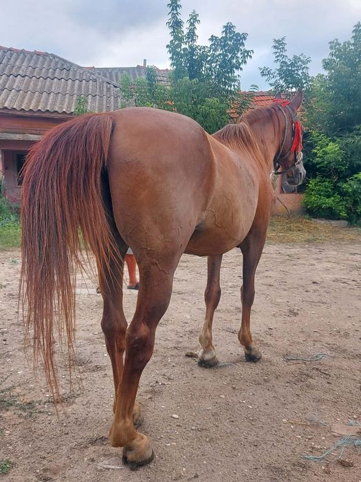 Cal de vanzare castrat