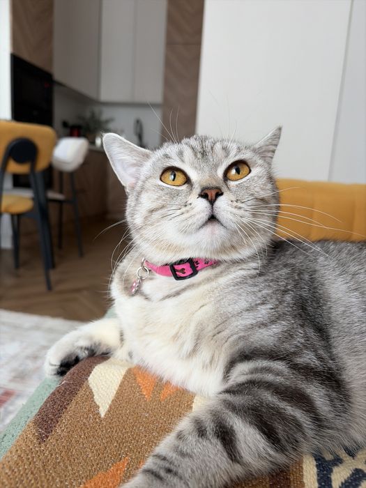 Британка кошка отдам хорошие руки