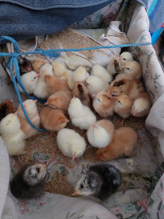 Pui de vânzare de o săptămână