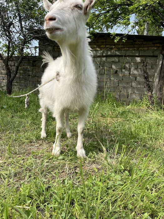 Продам Козу Порода Заненская