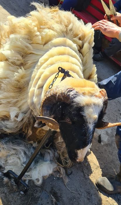 Berbec de vânzare Noaten .