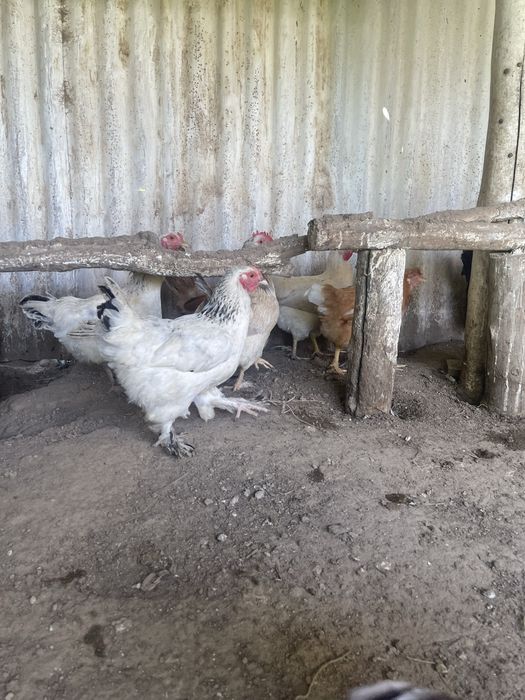Срочно! Продам домашних кур