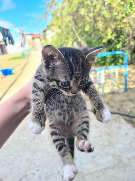 Отдам котят в добрые руки бесплатно