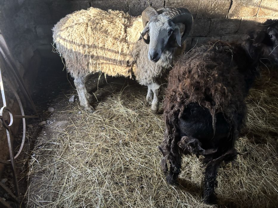 Қошқар     сатам.