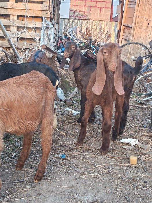 Камори коза козёл козлята