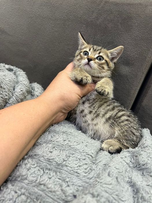 Британские котята