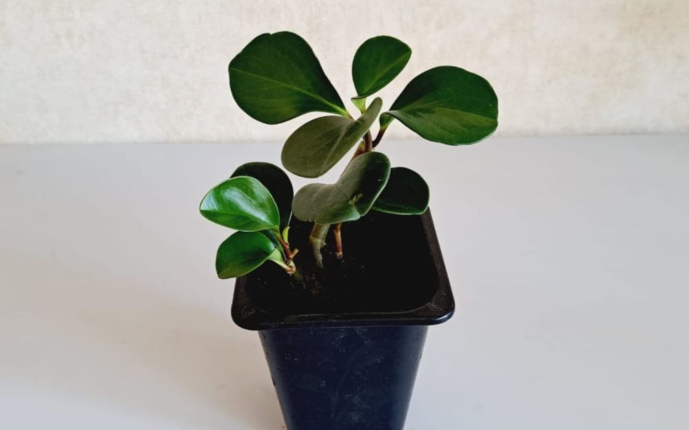 Комнатные цветы, цветы