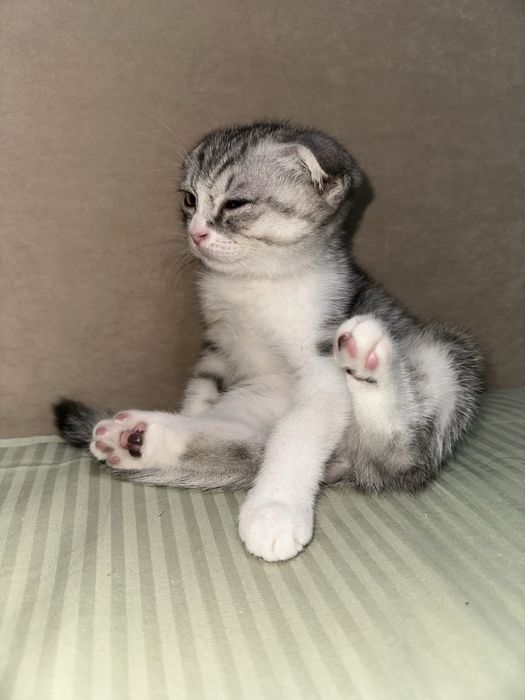 Шотландский вислоухий мальчик