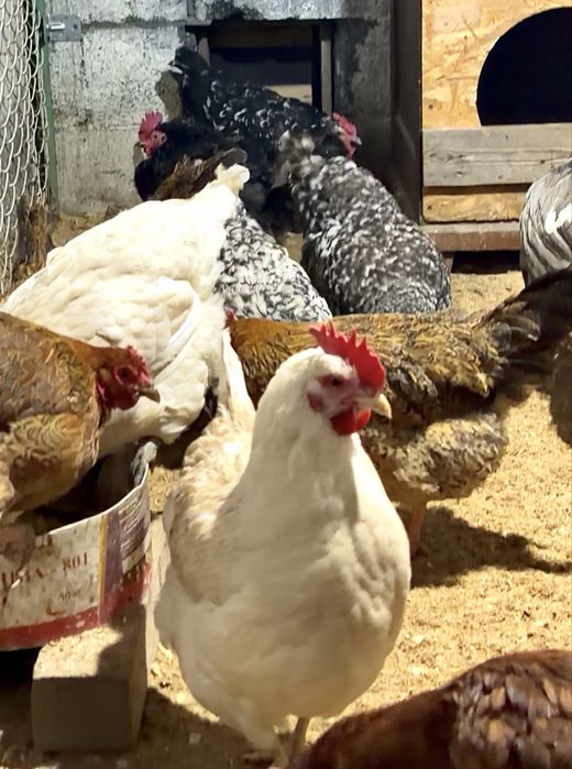 Разнопородные Курочки