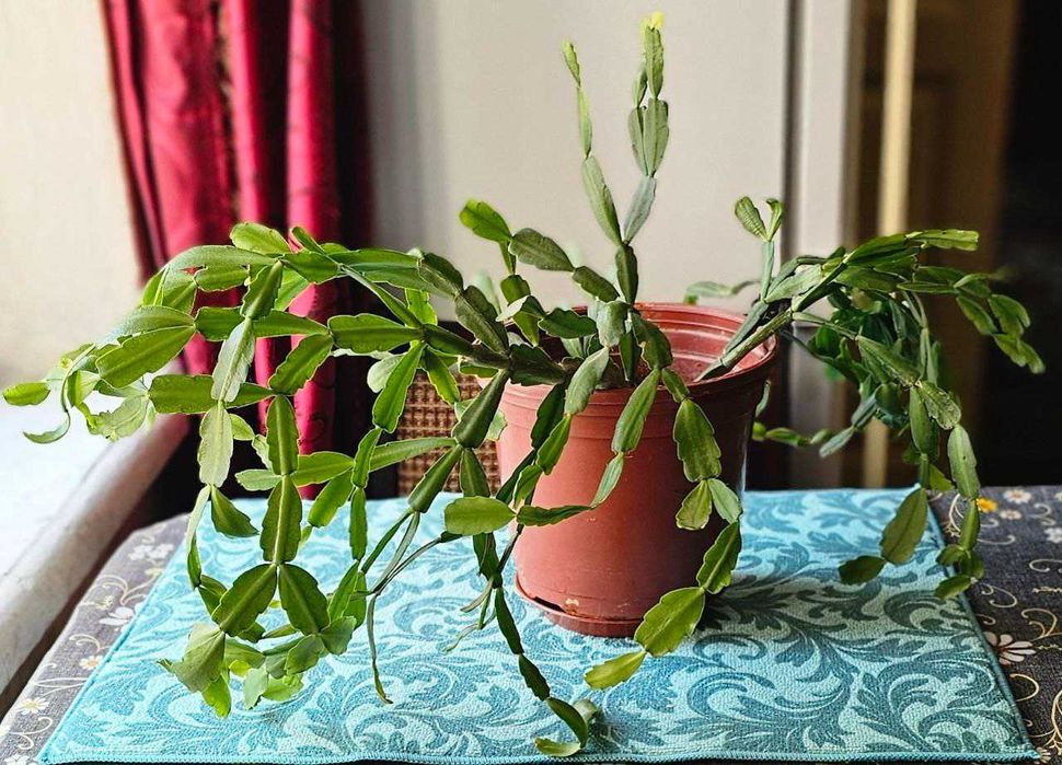 Декабрист. Кактус Шлюмбергера.