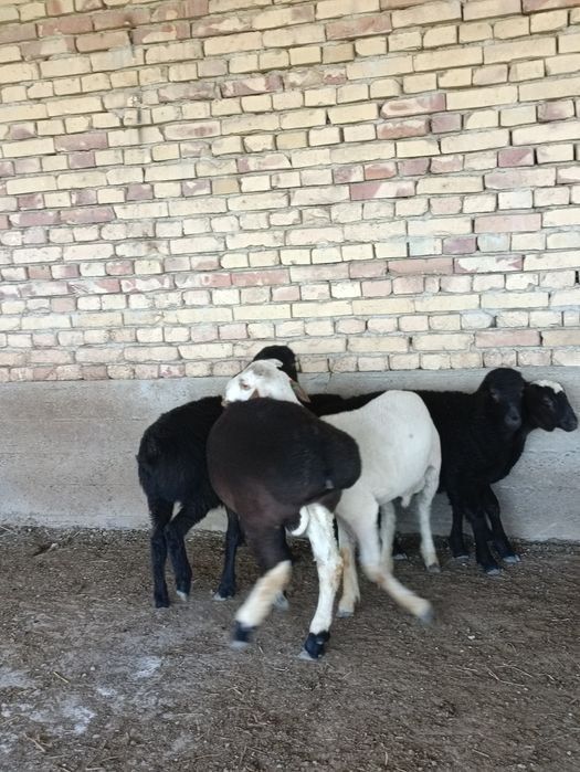 Кузи кучкорчалар сотилади